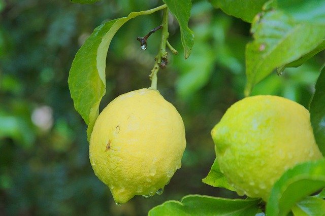 Free download Rain Lemon Plant -  free photo or picture to be edited with GIMP online image editor