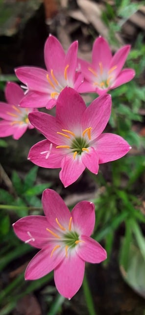 Free download rain lilies flowers plant free picture to be edited with GIMP free online image editor