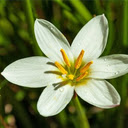 Rain lily wallpaper  screen for extension Chrome web store in OffiDocs Chromium