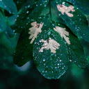 Rain on foliage  screen for extension Chrome web store in OffiDocs Chromium