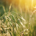 Rain on the grassland  screen for extension Chrome web store in OffiDocs Chromium