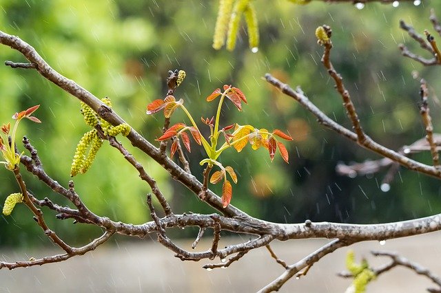 Bezpłatne pobieranie Rain Orange Drip - bezpłatne zdjęcie lub obraz do edycji za pomocą internetowego edytora obrazów GIMP