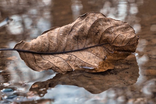 Free download rain puddle water leaf leaves wet free picture to be edited with GIMP free online image editor