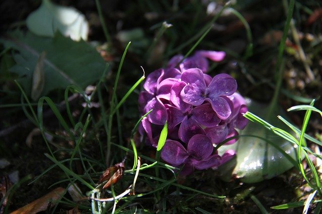 Ücretsiz indir Rain Sun Nature - GIMP çevrimiçi resim düzenleyici ile düzenlenecek ücretsiz fotoğraf veya resim