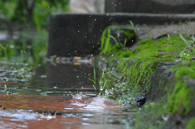 Téléchargement gratuit d'une image gratuite tropicale naturelle de pluie du Vietnam à modifier avec l'éditeur d'images en ligne gratuit GIMP