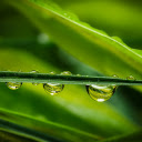Rainwater and grass  screen for extension Chrome web store in OffiDocs Chromium