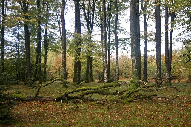 Unduh gratis Rainy Forest Autumn - foto atau gambar gratis untuk diedit dengan editor gambar online GIMP