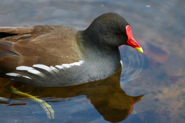Free download ralle green footed moorhen moorhen free picture to be edited with GIMP free online image editor