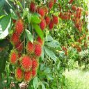 rambutan tree wallpaper  screen for extension Chrome web store in OffiDocs Chromium