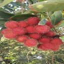 rambutan wallpaper  screen for extension Chrome web store in OffiDocs Chromium