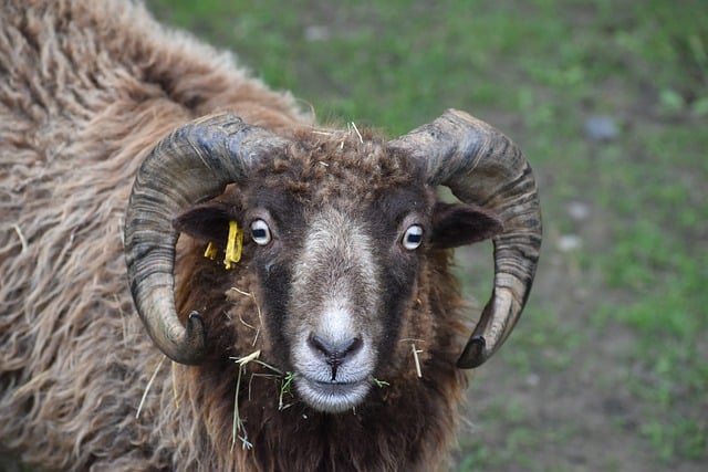 Descărcare gratuită a animalelor din lână de blană cu coarne de berbec pentru a fi editată cu editorul de imagini online gratuit GIMP
