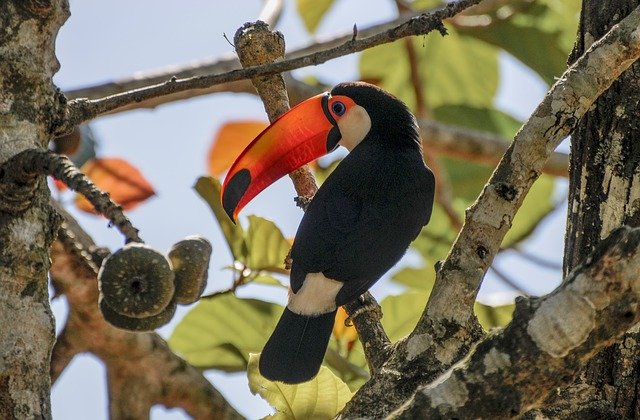 Muat turun percuma Ramphastos Bird Nature - foto atau gambar percuma untuk diedit dengan editor imej dalam talian GIMP