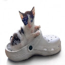 Random Cat  screen for extension Chrome web store in OffiDocs Chromium