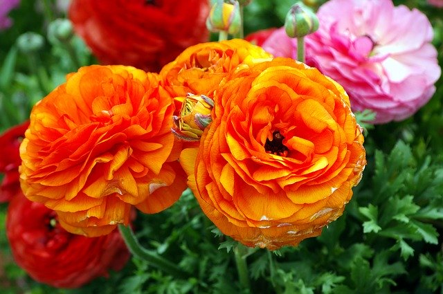 Unduh gratis Ranunculus Blossoms - foto atau gambar gratis untuk diedit dengan editor gambar online GIMP