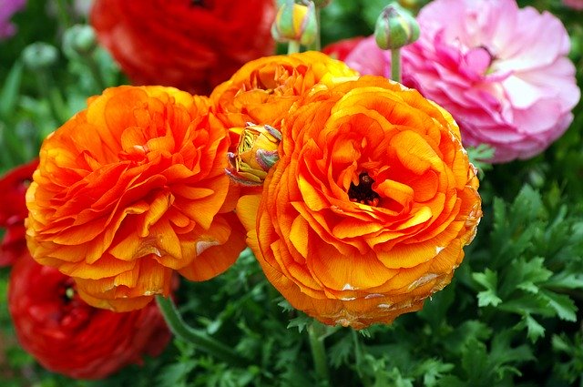 Gratis download Ranunculus Blossoms - gratis foto of afbeelding om te bewerken met GIMP online afbeeldingseditor