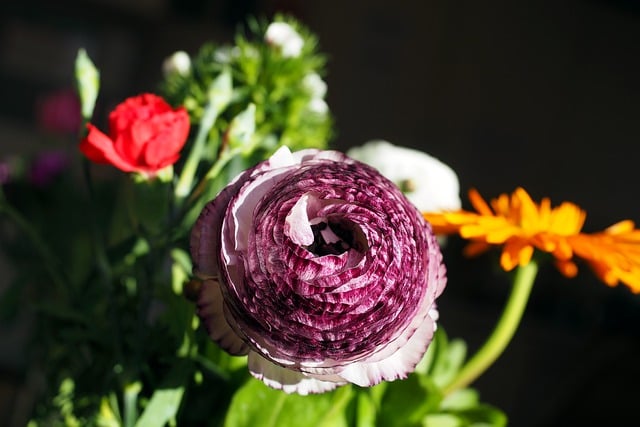 Free download ranunculus buttercup flower garden free picture to be edited with GIMP free online image editor