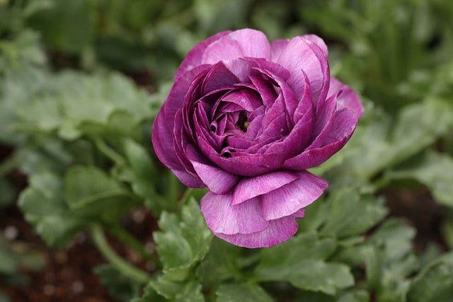 Free download ranunculus buttercup purple flower free picture to be edited with GIMP free online image editor
