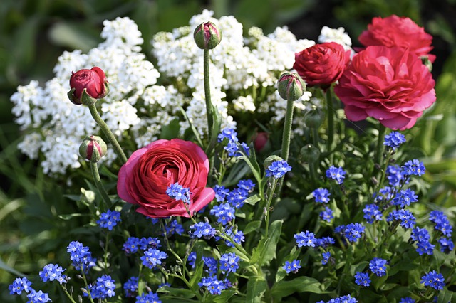Free download ranunculus pink beauty free picture to be edited with GIMP free online image editor