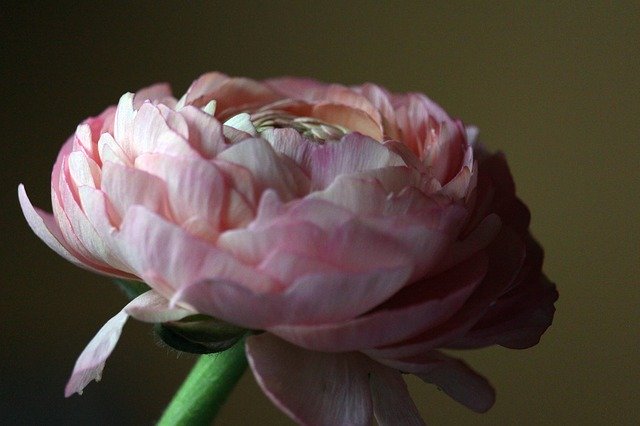 Free download Ranunculus Spring Flower -  free photo or picture to be edited with GIMP online image editor