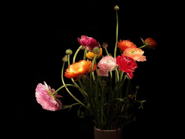 הורדה חינם Ranunculus Strauss Mothersday - תמונה או תמונה בחינם לעריכה עם עורך התמונות המקוון GIMP