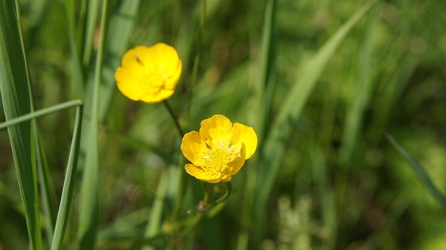 Free download Ranunculus Wildflowers Flower -  free photo or picture to be edited with GIMP online image editor