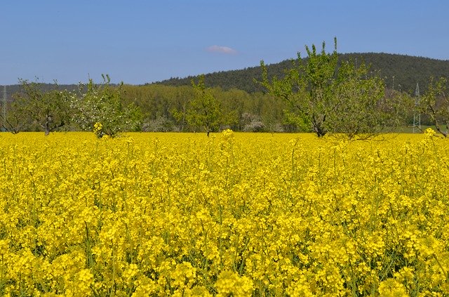 Free picture Rape Blossom Nature Field Oilseed -  to be edited by GIMP free image editor by OffiDocs