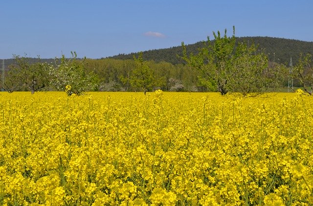 Free download Rape Blossom Nature Field Oilseed -  free photo or picture to be edited with GIMP online image editor