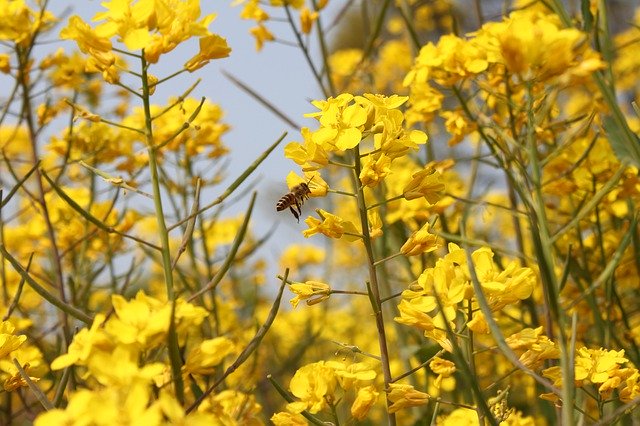 Descarga gratuita Rape Blossoms Honeybee: foto o imagen gratuita para editar con el editor de imágenes en línea GIMP