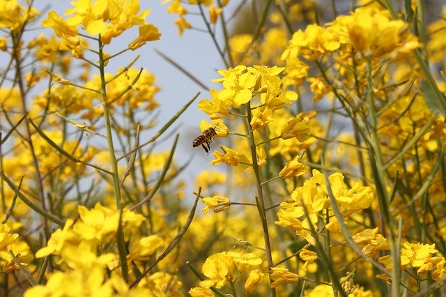 Free download Rape Blossoms Honeybee -  free photo or picture to be edited with GIMP online image editor