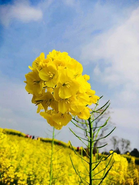 유채 꽃밭 꽃 무료 다운로드 - 무료 사진 또는 김프 온라인 이미지 편집기로 편집할 수 있는 사진