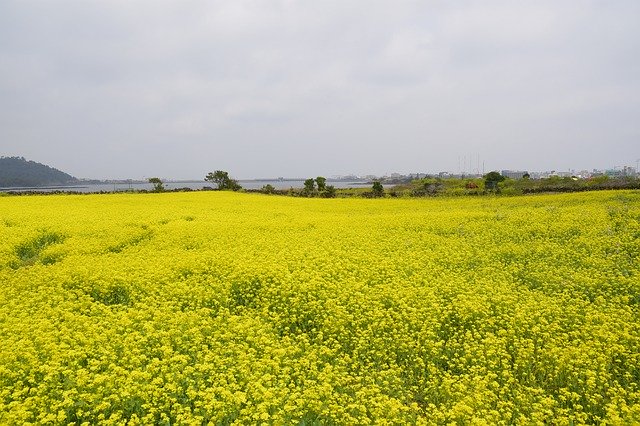 Free download Rape Flowers Rapeseed Jeju Island -  free photo or picture to be edited with GIMP online image editor