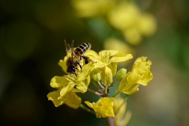 Free download rape flowers yellow bee natural free picture to be edited with GIMP free online image editor