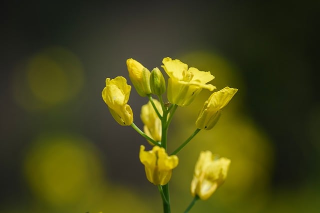 Free download rape flowers yellow natural free picture to be edited with GIMP free online image editor