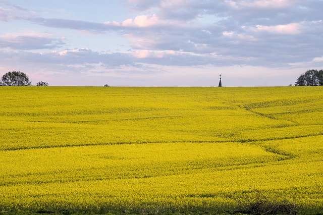 Free download Rapeseed Field Landscape -  free photo or picture to be edited with GIMP online image editor