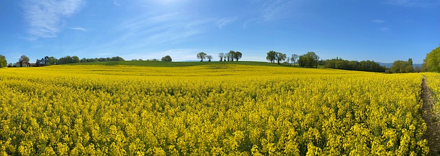 Free download rapeseed field landscape nature free picture to be edited with GIMP free online image editor