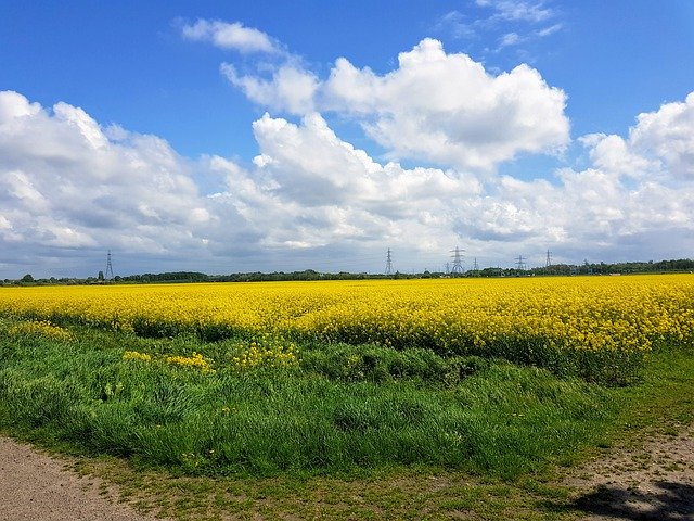 Descarga gratuita Rapeseed Field Nature - foto o imagen gratis y gratuita para editar con el editor de imágenes en línea GIMP