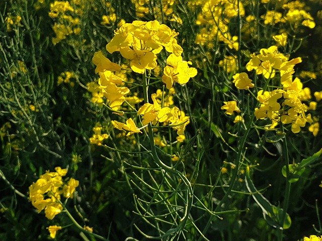 Free download Rapeseed Field Yellow -  free free photo or picture to be edited with GIMP online image editor