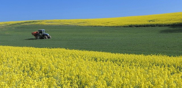 Free download rapeseed field yellow green free picture to be edited with GIMP free online image editor