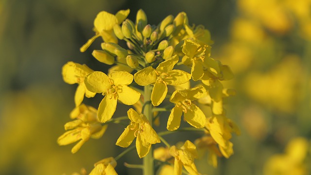 Free download rapeseed flower yellow big plan free picture to be edited with GIMP free online image editor