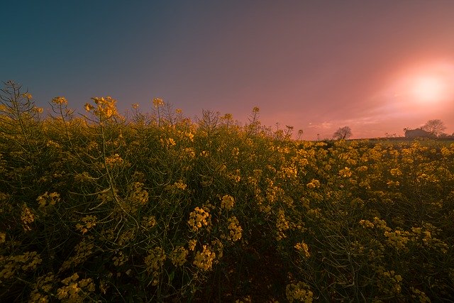 Descarga gratuita Rapeseed Meadow Field: foto o imagen gratuita para editar con el editor de imágenes en línea GIMP