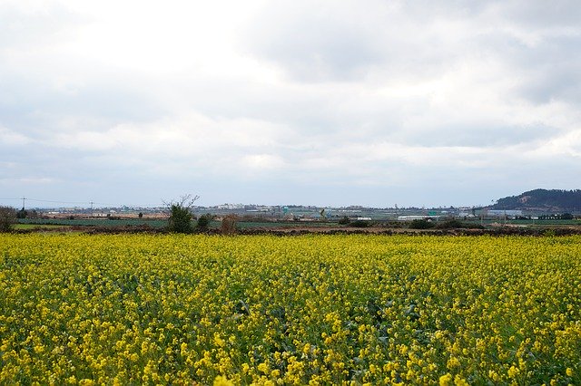 Free download Rapeseed Rape Flowers Yellow -  free photo or picture to be edited with GIMP online image editor