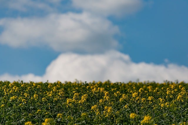 Free download rapeseeds rape field oilseed rape free picture to be edited with GIMP free online image editor