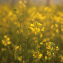 Rapeseed Theme  screen for extension Chrome web store in OffiDocs Chromium