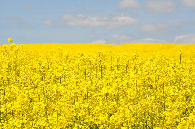 Free download Rapeseed Yellow When -  free photo or picture to be edited with GIMP online image editor