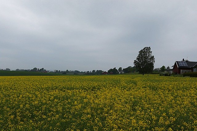 Tecavüz Sarı Çiçeği ücretsiz indir - GIMP çevrimiçi resim düzenleyici ile düzenlenecek ücretsiz fotoğraf veya resim