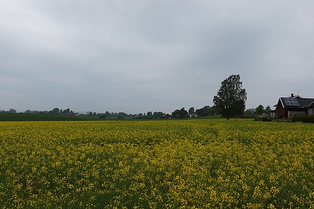 Baixar Rape Yellow Flower - foto ou imagem grátis para ser editada com o editor de imagens online GIMP