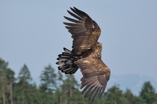 Kostenloser Download Raptor Bird Adler - kostenloses Foto oder Bild zur Bearbeitung mit GIMP Online-Bildbearbeitung