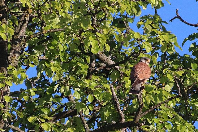 Descărcare gratuită Raptor Falcon Bird Of Prey - fotografie sau imagini gratuite pentru a fi editate cu editorul de imagini online GIMP