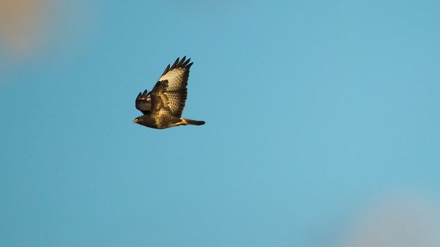 Téléchargement gratuit de Raptor Flight Flying - photo ou image gratuite et gratuite à modifier avec l'éditeur d'images en ligne GIMP