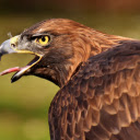 Raptors  screen for extension Chrome web store in OffiDocs Chromium